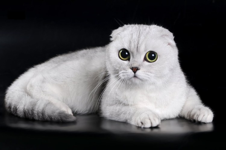 Шотландская вислоухая кошка