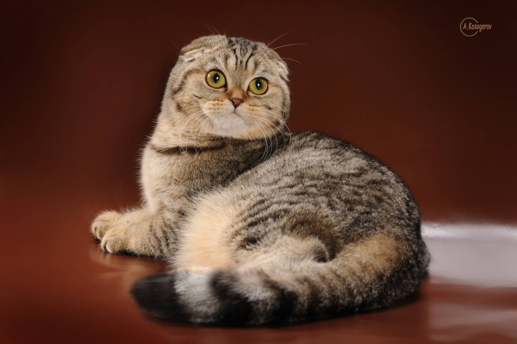 Скоттиш фолд табби