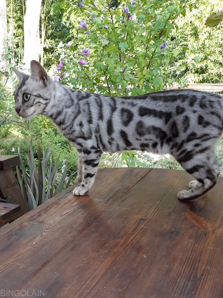 Бенгальский кот Марбл