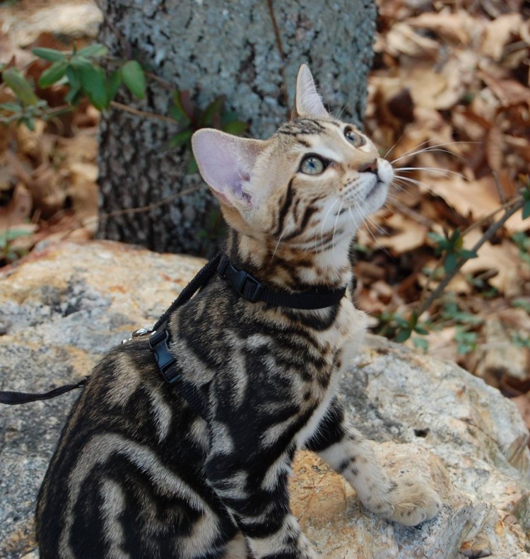 Бенгальская кошка меланистик