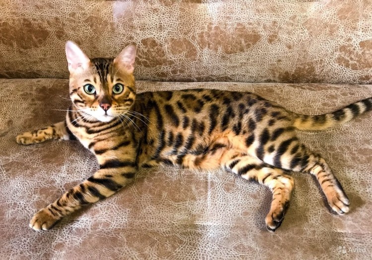 Снежный мраморный бенгальский кот