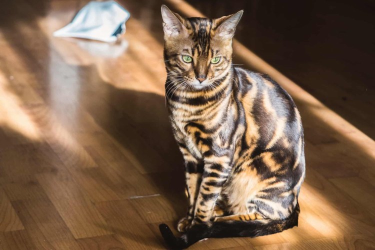 Бенгальский кот окрас снежный Марбл