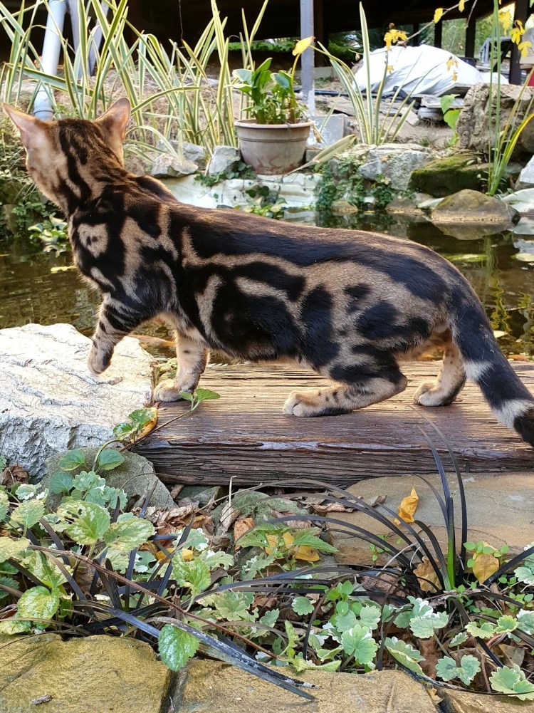 Бенгальская кошка мрамор