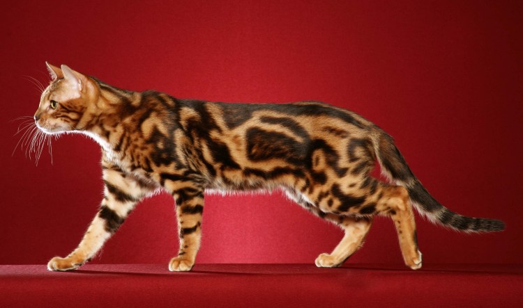Бенгальская кошка мраморная