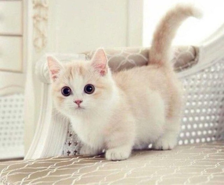 Коты породы Манчкин