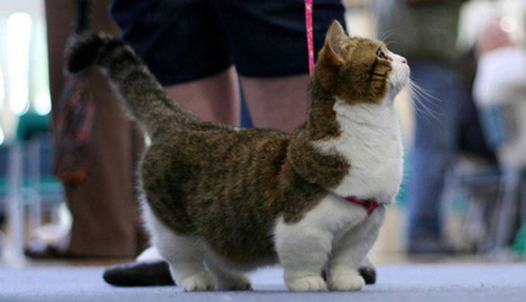 Манчкин кошка и корги