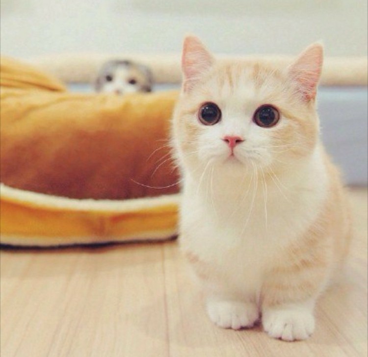 Кошка Манчкин котята