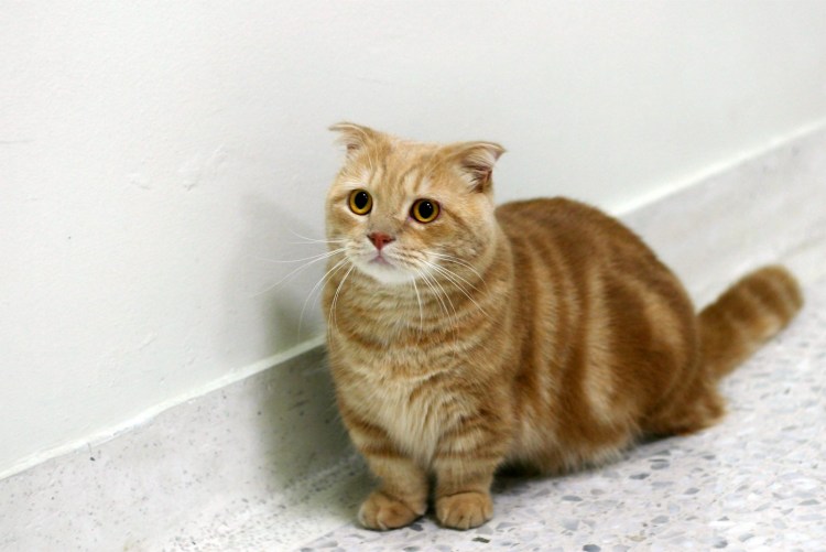 Манчкин кошка рыжая