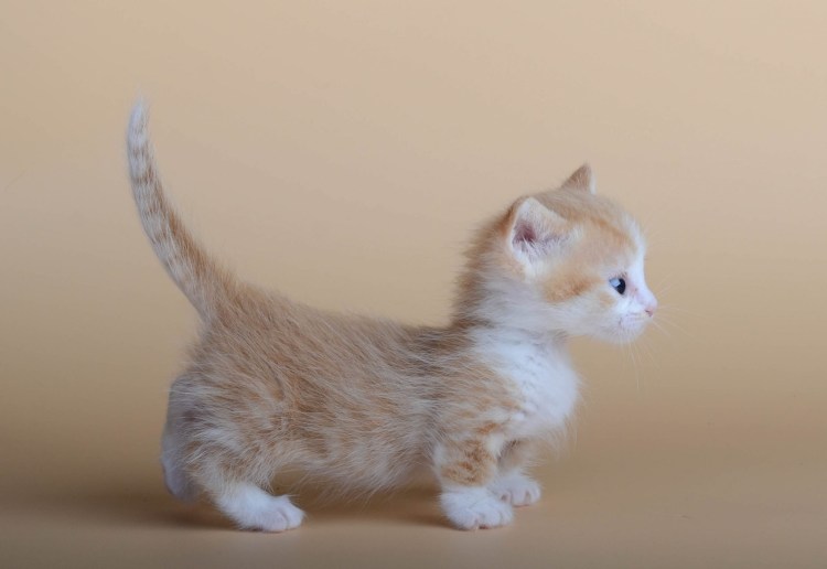 Котята породы Манчкин