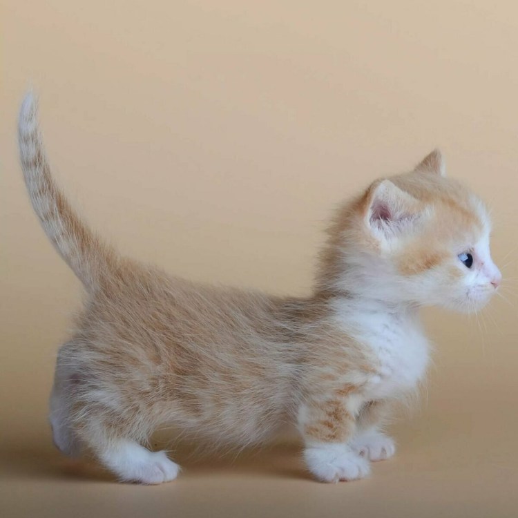 Манчкин кот рыжий