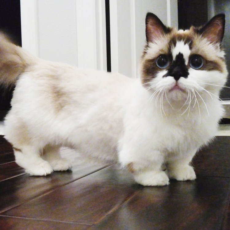Манчкин кот