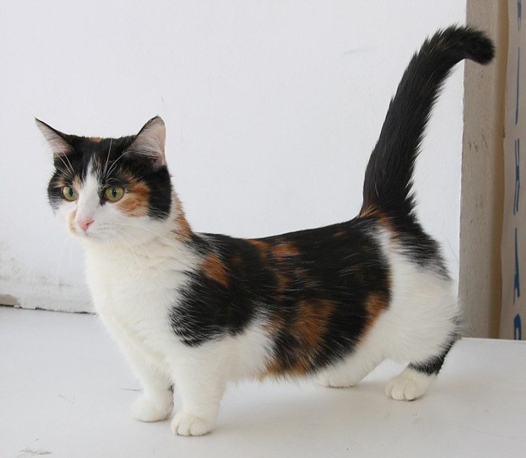 Коты породы Манчкин
