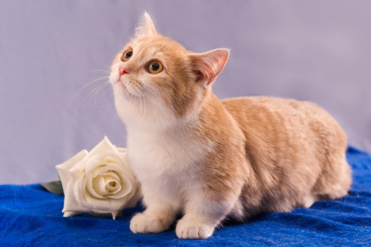 Коты Манчкин