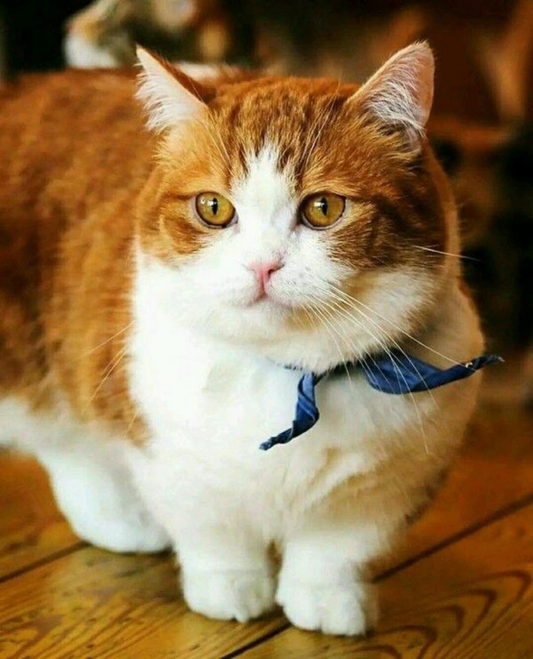 Манчкин рыжи1