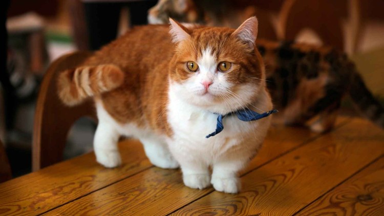 Манчкин кот