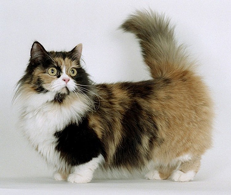 Манчкин длинношёрстный кошка