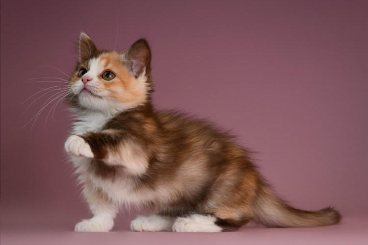 Заниженные котята