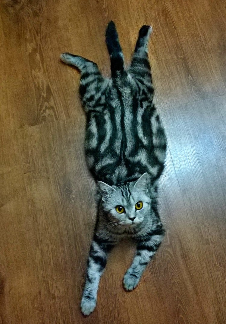 Скоттиш фолд Манчкин