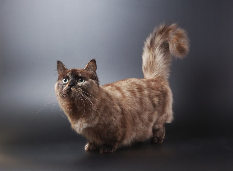 Манчик кот