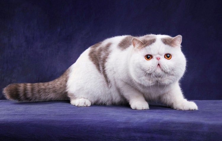 Британский кот Манчкин