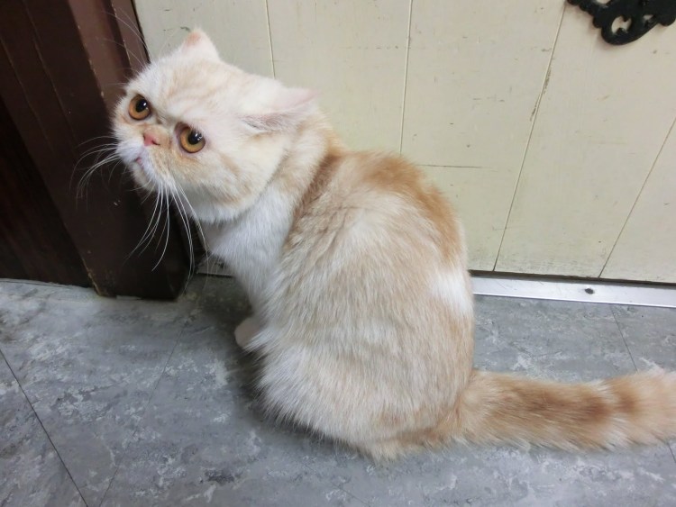 Манчкин кот гладкошерстный