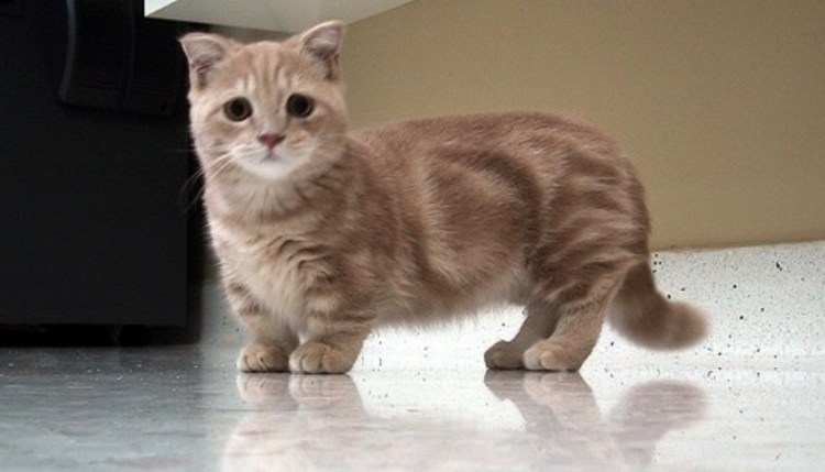 Манчкин кот
