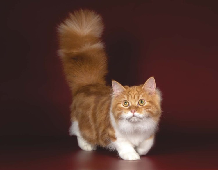 Коротколапые котята Манчкин