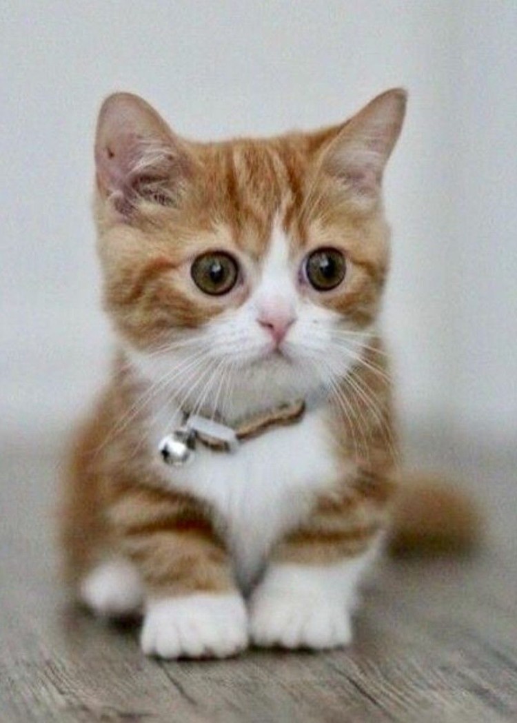 Кошка Манчкин котята