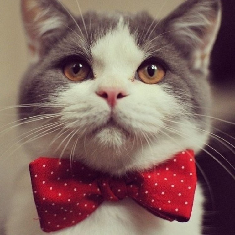 Котенок в шапочке