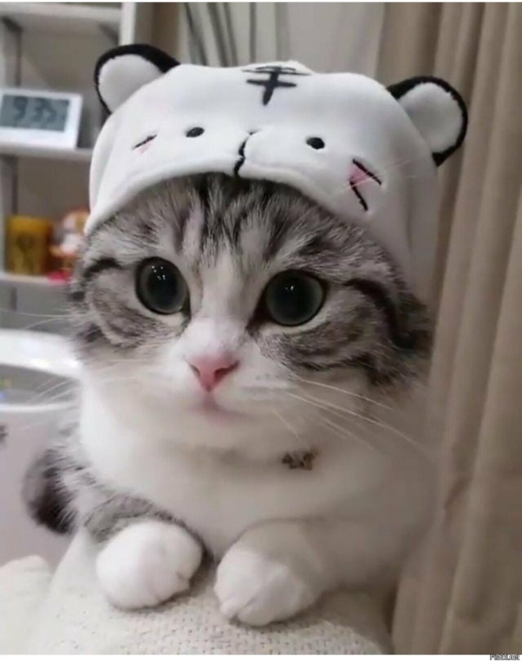 Шапочка котика