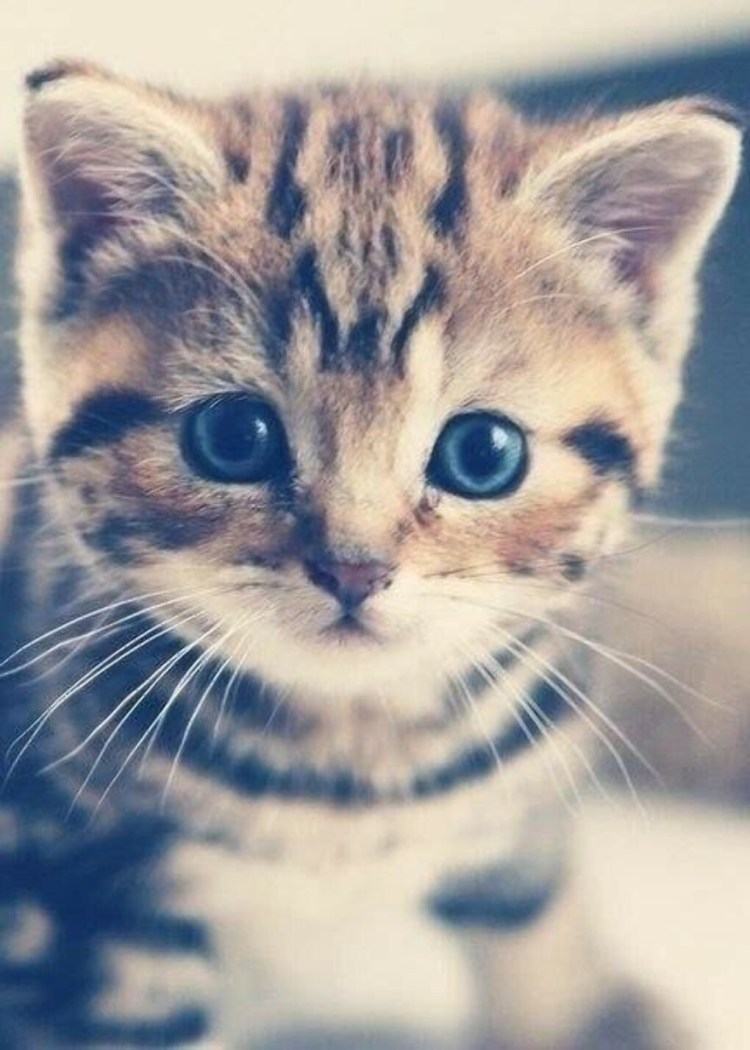 Котики милые маленькие