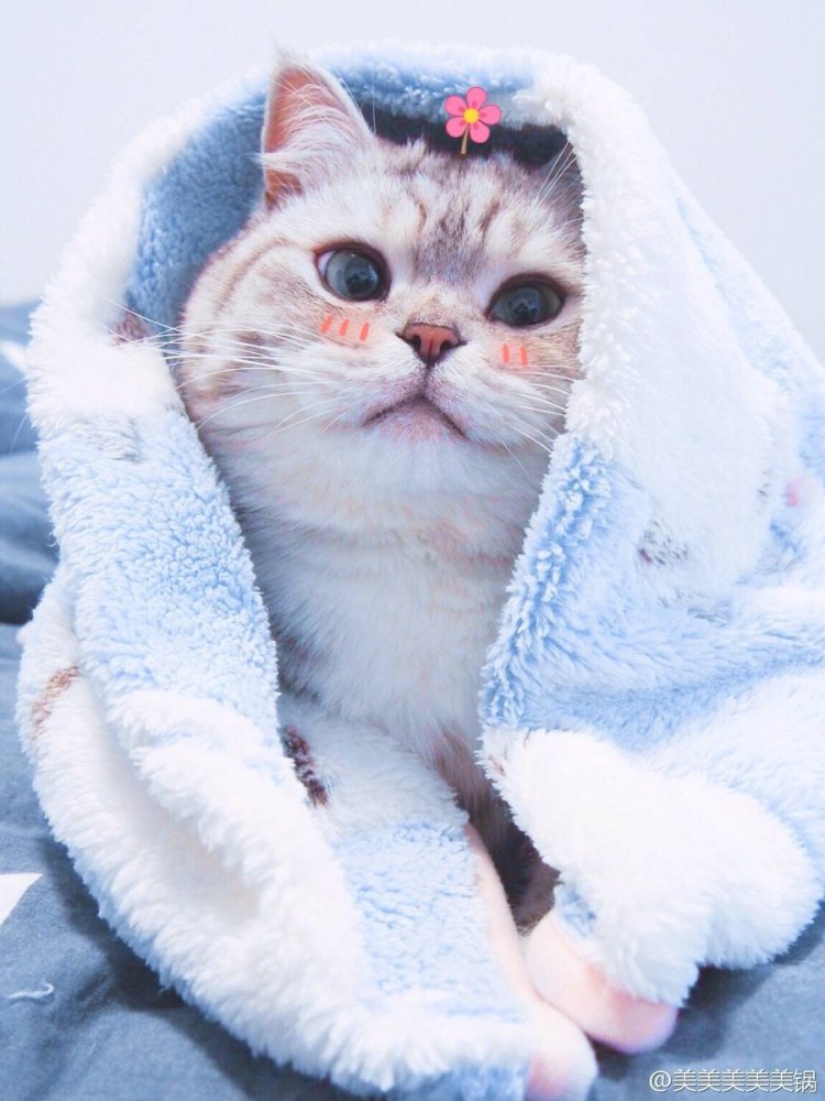 Алина Корчина