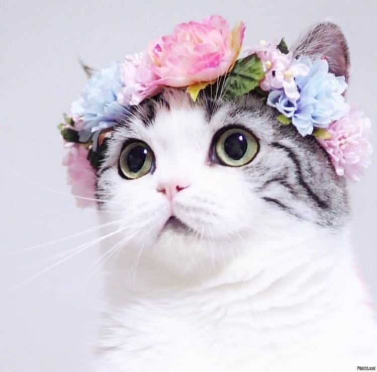 Белый котик с голубыми глазами