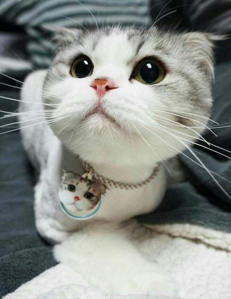 Шапочка котика