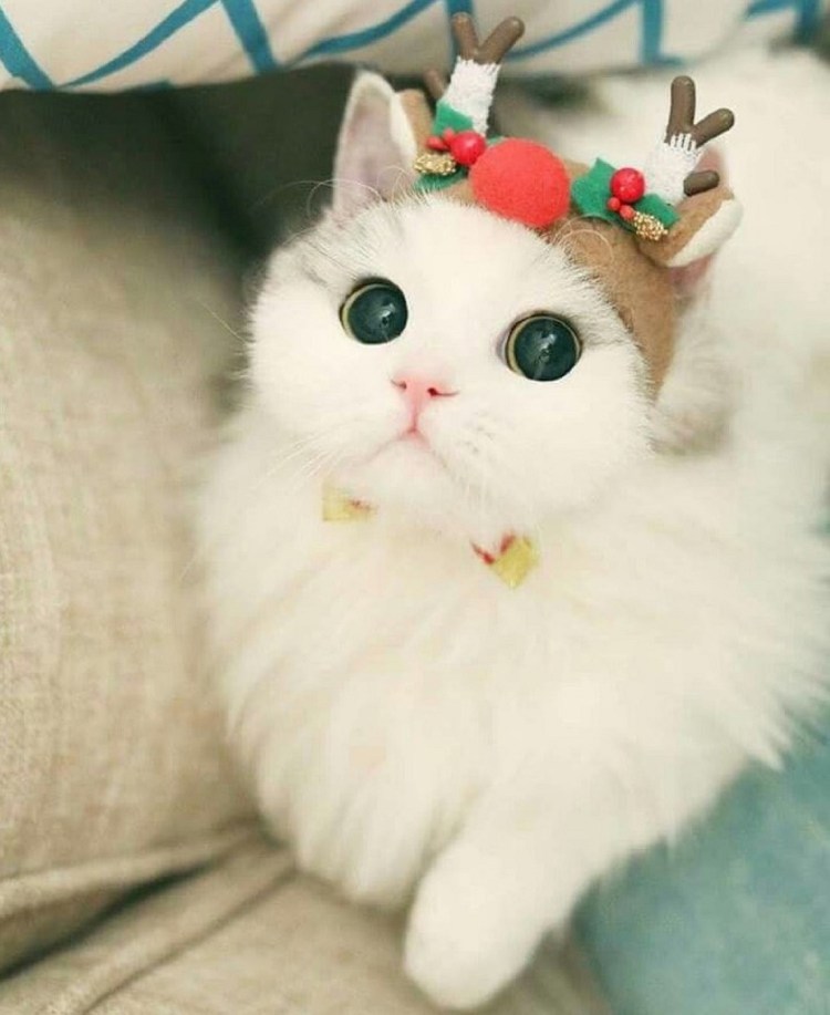 Милые котики в шапках