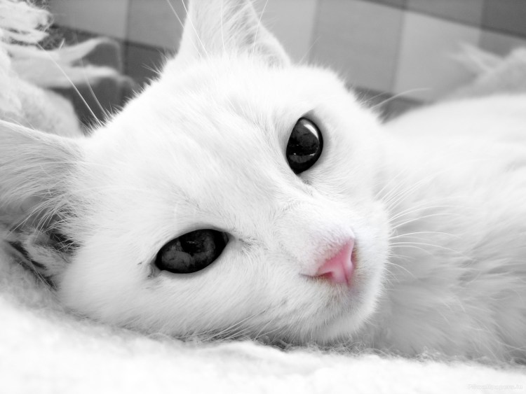 Самые милые котята