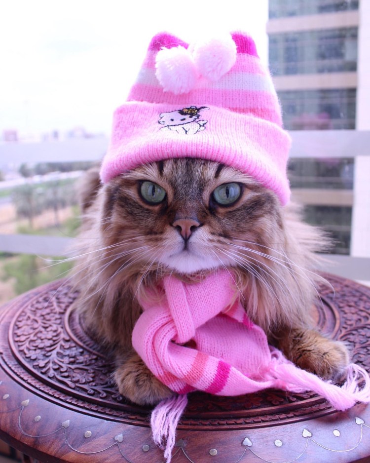 Котики Эстетика