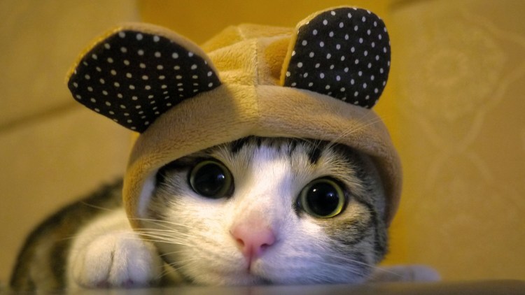 Девушка с котенком на руках