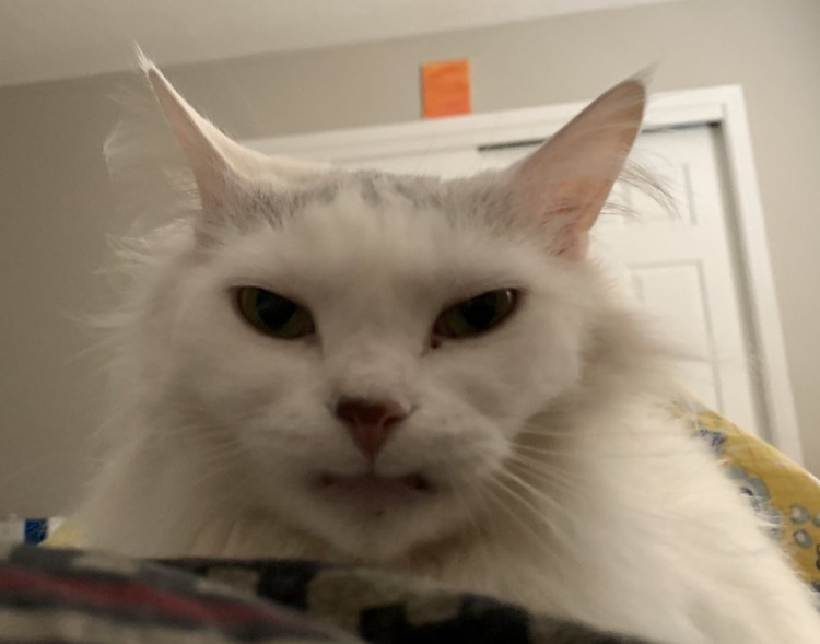 Злой милый котик