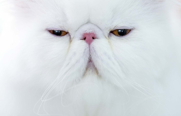Недовольный котик белый