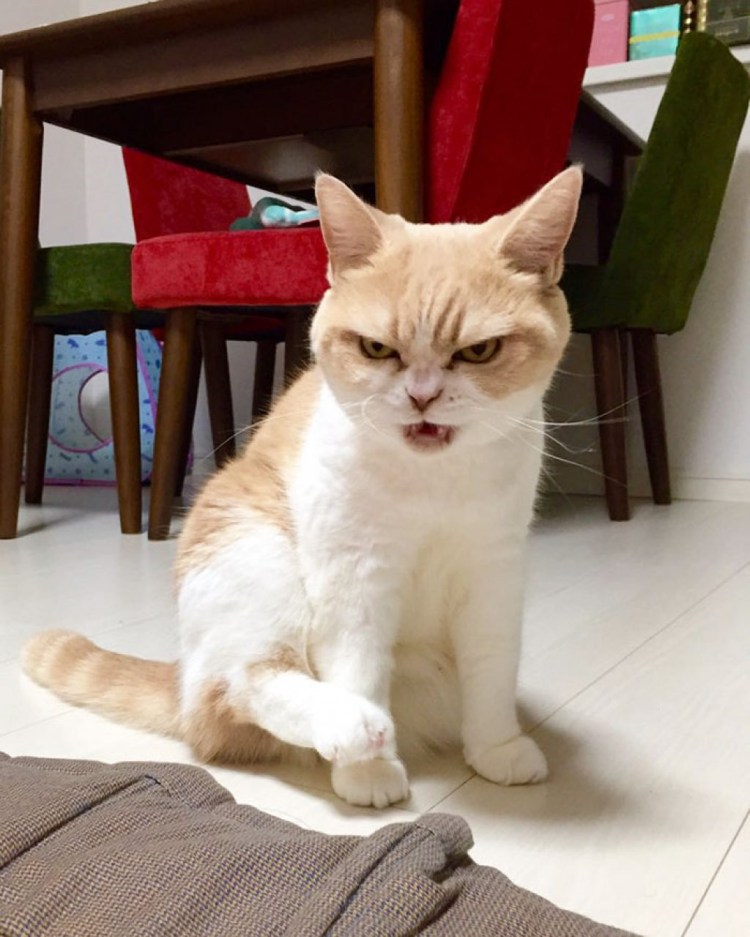 Мем с котом за столом