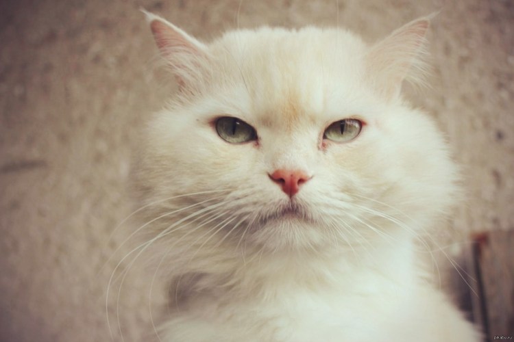 Коты мемы