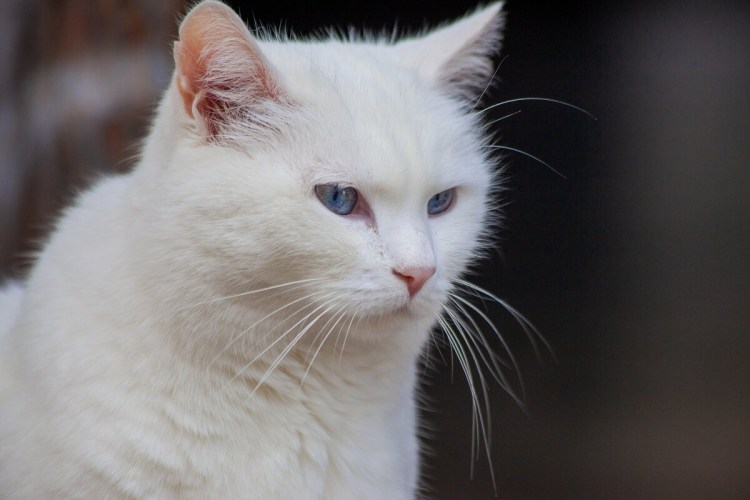 Злой белый кот