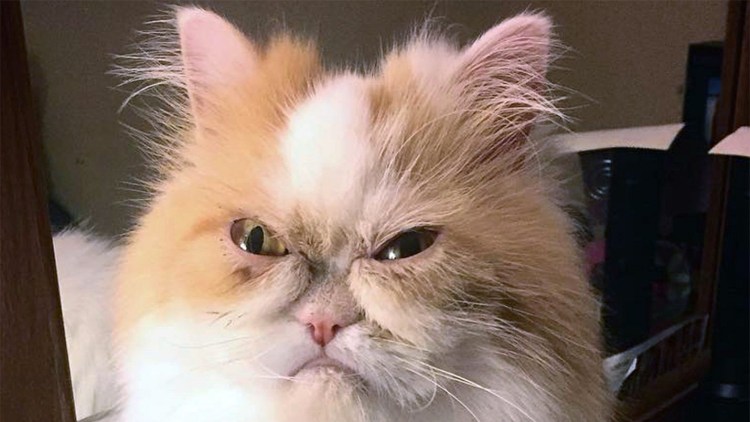 Мем с женщиной и котом