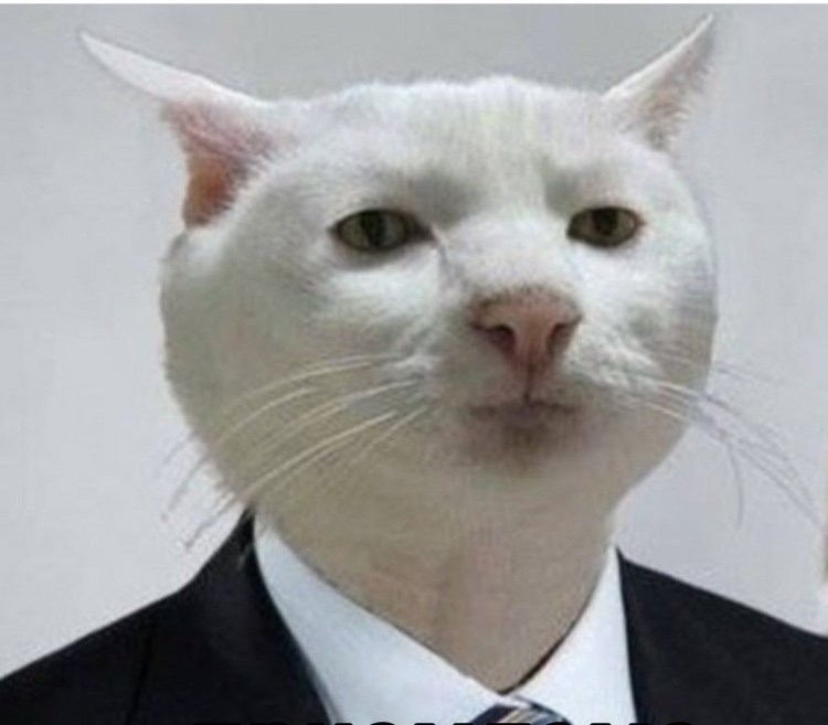 Знаменитый кот