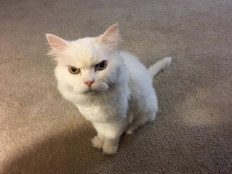 Злая белая кошка