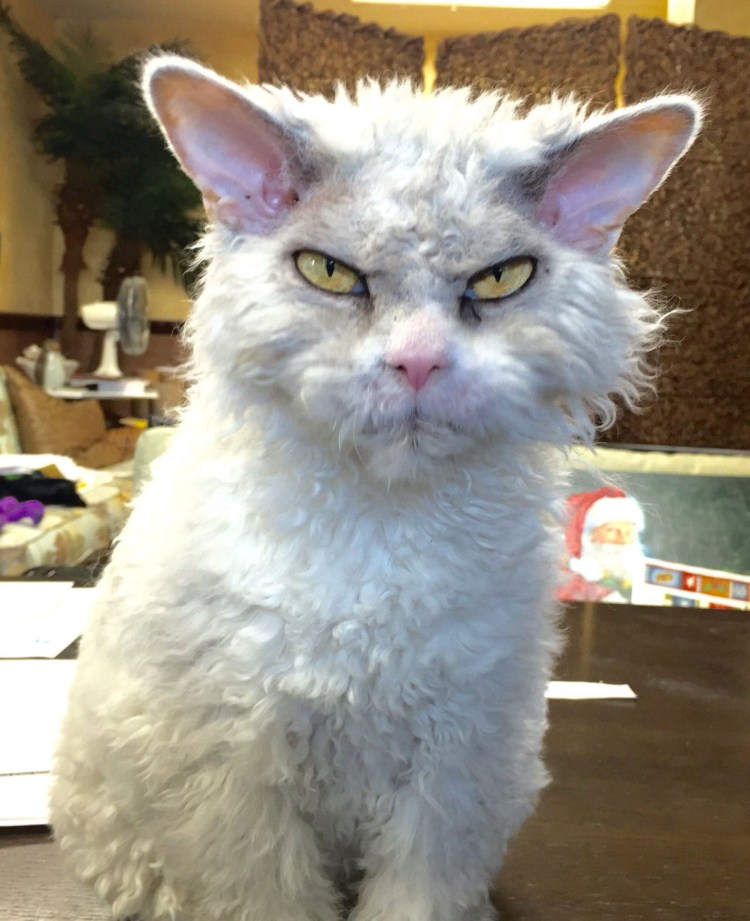 Девушки орут на кота