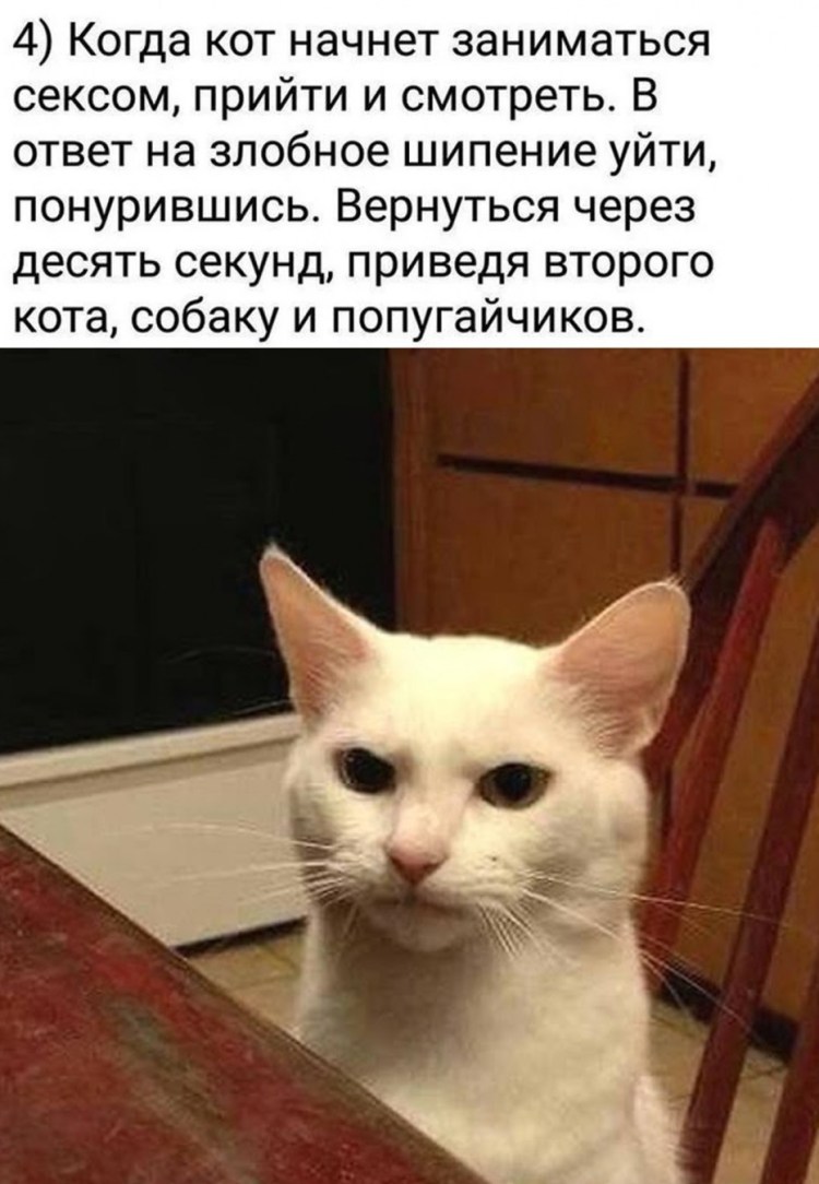 Презрительный кот