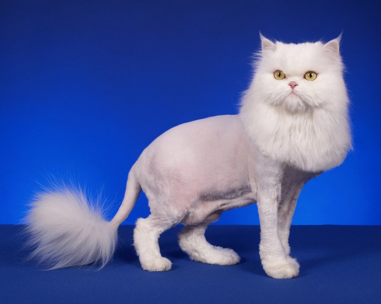 Стрижка кота