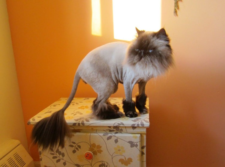 Смешно подстригли кота